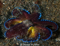 Octo  Fan!!! by George Touliatos 